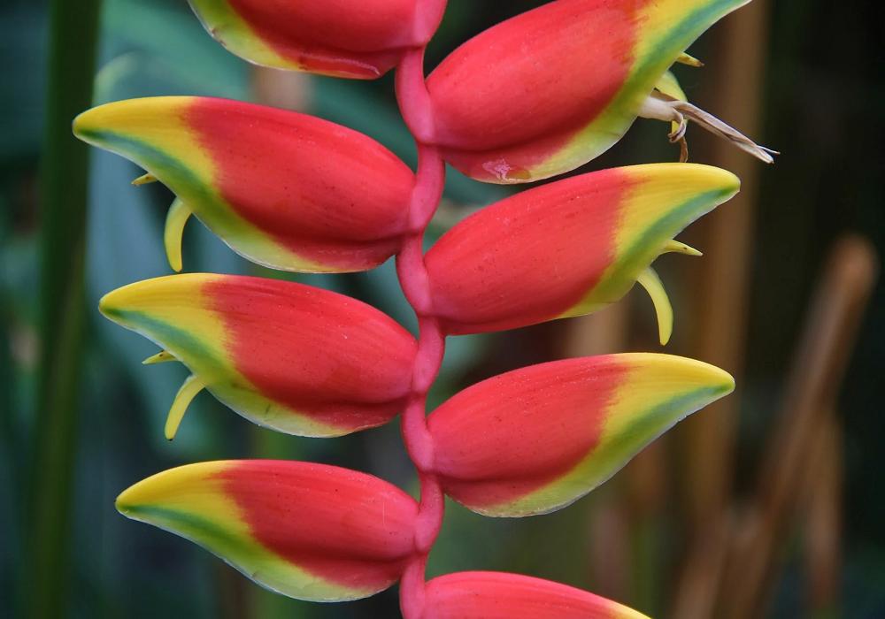 Heliconia bourgaeana, Red Lobster Claw