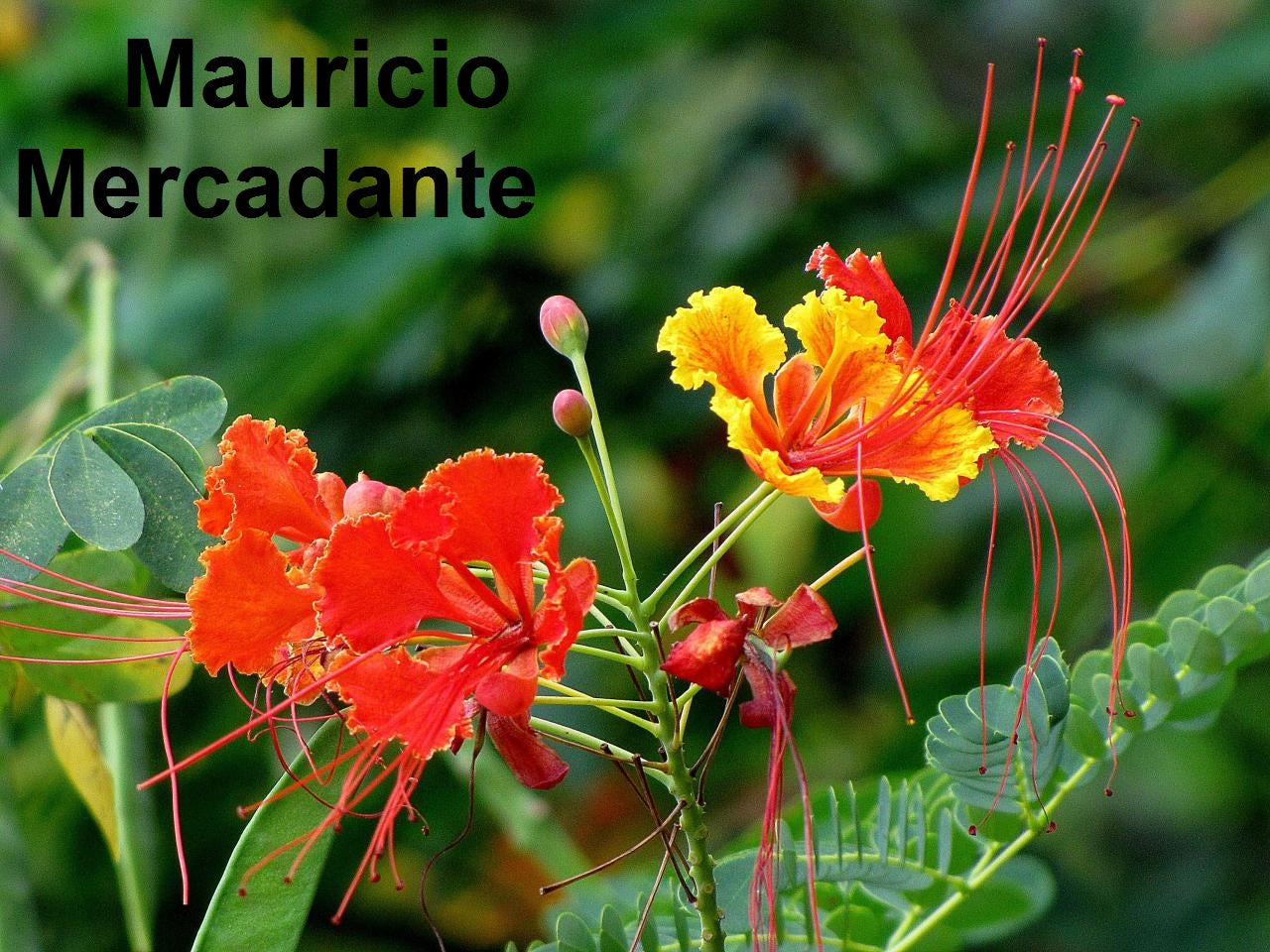 Caesalpinia Pulcherrima - 10 Seeds - Red Bird Of Paradise - Exotic Flower