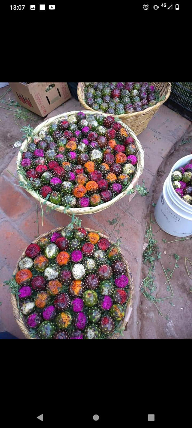 Stenocereus Stellatus *Rose * Mexicano * Amarillo * Blanco * Rojo * Violeta * Fresh Seeds * Organ Pipe Cactus