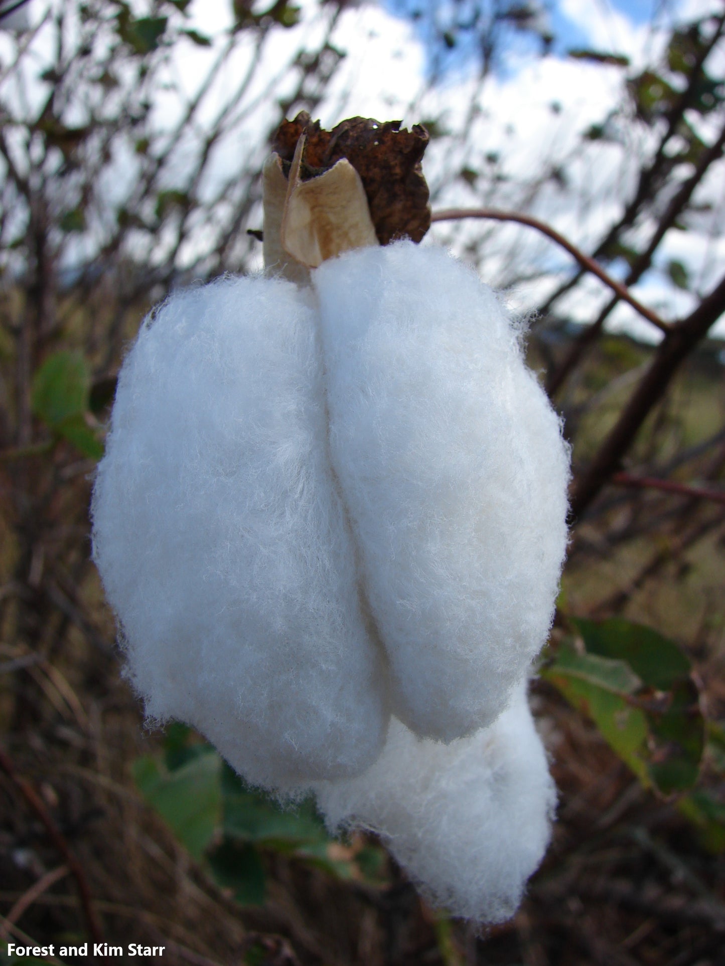 Gossypium Barbadense - Sea Island Cotton - Rare - 5 Seeds