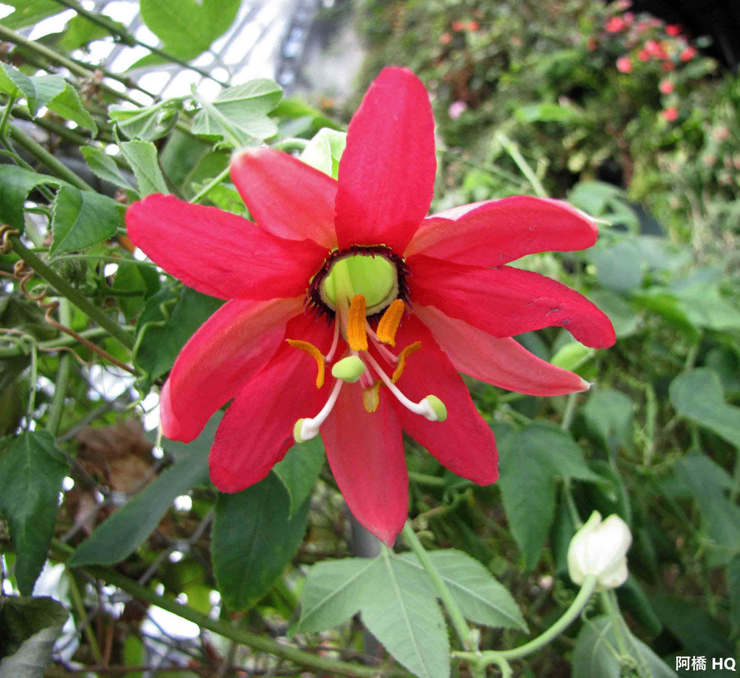 Passiflora Manicata - 5 Fresh Seeds - Red Passion Flower - Stunning Scarlet Flowers - 2022