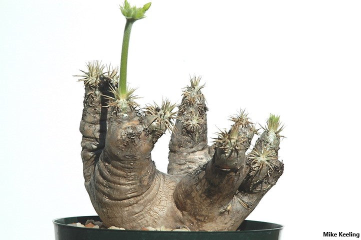 Pachypodium Eburneum - Madagascar Palm Plant - Rare Succulent - 5 Seeds