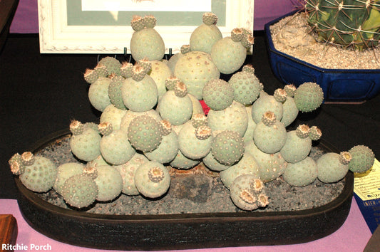 Tephrocactus Geometricus | 5 Fresh Seeds | Rare Balls Cactus | Limited Quantity