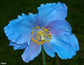 MECONOPSIS x Sheldonii 'Lingholm' - Blue Poppy - Rare - 5 Seeds