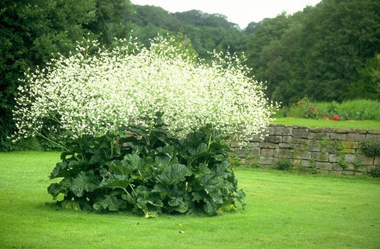 Crambe Cordifolia - Greater Sea Kale - Herbaceous Perennial Plant - 5 Seeds