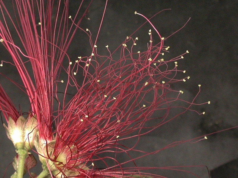 Calliandra Houstoniana Amazing ' Red Powder Puff ' Rare Flowering Plant * 5 Seeds *