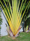 Ravenala Madagascariensis * Traveler's Palm * Madagascar Bird of Paradise * Rare 5 Seeds *