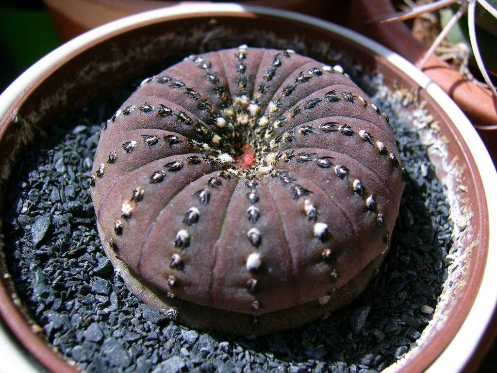 Frailea Castanea * Exotic * Flower Cacti * Rare * Flowering Cactus * Amazing * 5 seeds *