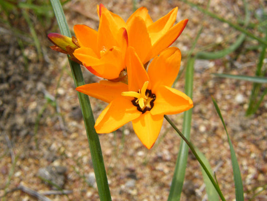 Ixia Maculata * Spotted African Corn Lily * Beautiful Yellow-Orange Ornamental * 5 Seeds
