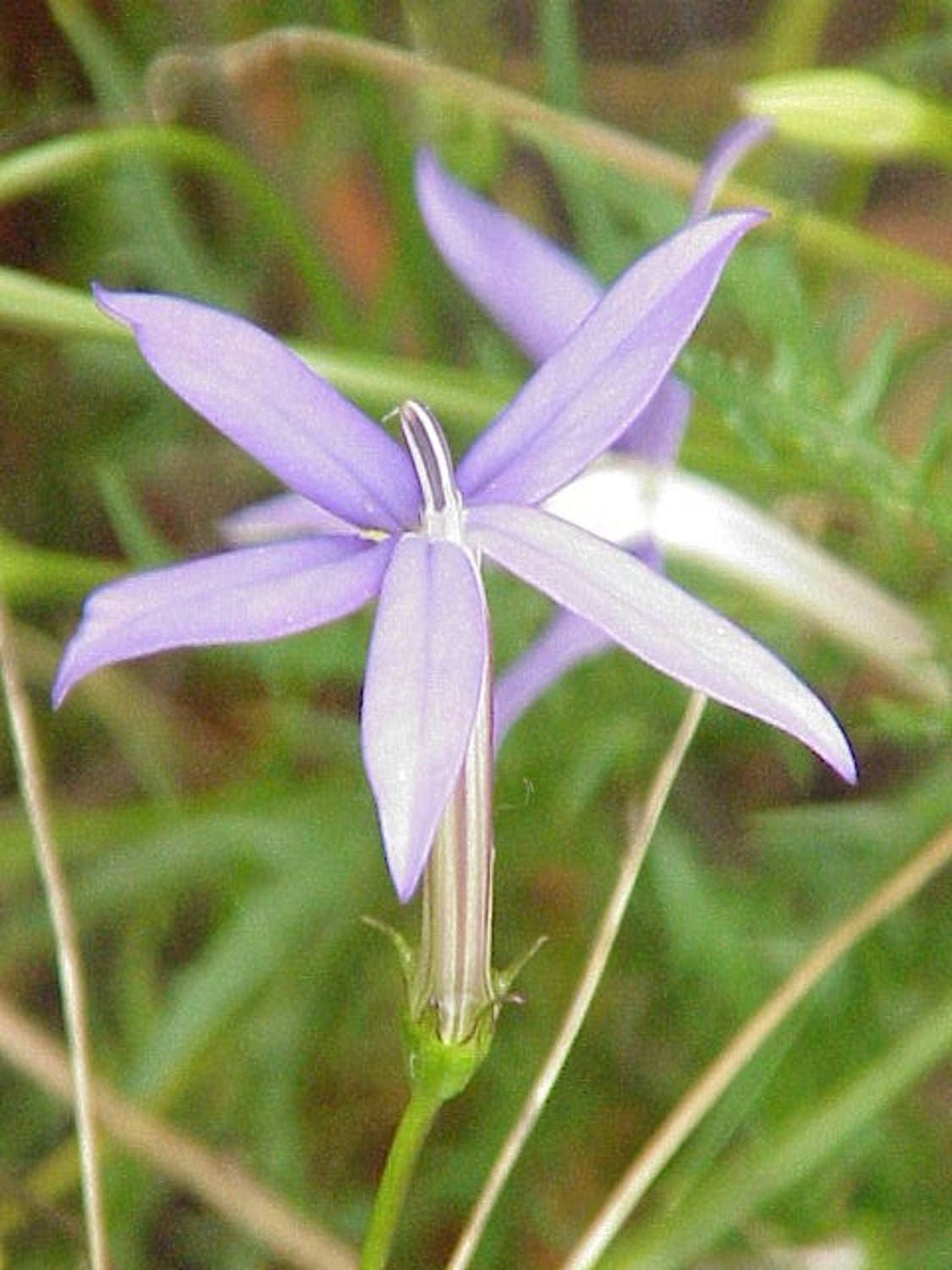 Isotoma Axillaris * Laurentia Blue Star Creeper * Pink Star Flower * 30 Seeds *