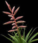 Tillandsia Cretacea ~ Air Plant ~ Bromeliad ~ Rare ~ Easy Growing ~ 5 Seeds ~