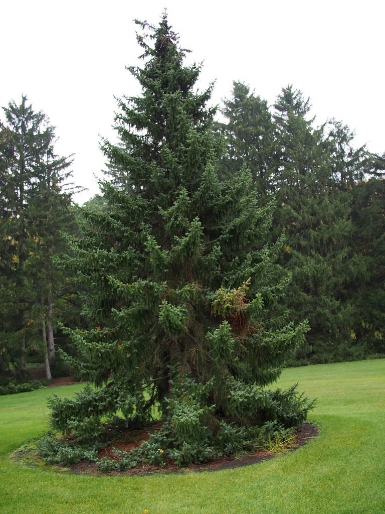 Picea Omorika ~ Serbian Spruce ~ Christmas Tree Conifer Bonsai ~ Rare 10 Seeds ~