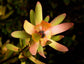 Leucadendron Salignum ~ Red Devils Blush ~  Dazzling Conebush ~ Rarely Seen 3 Seeds ~