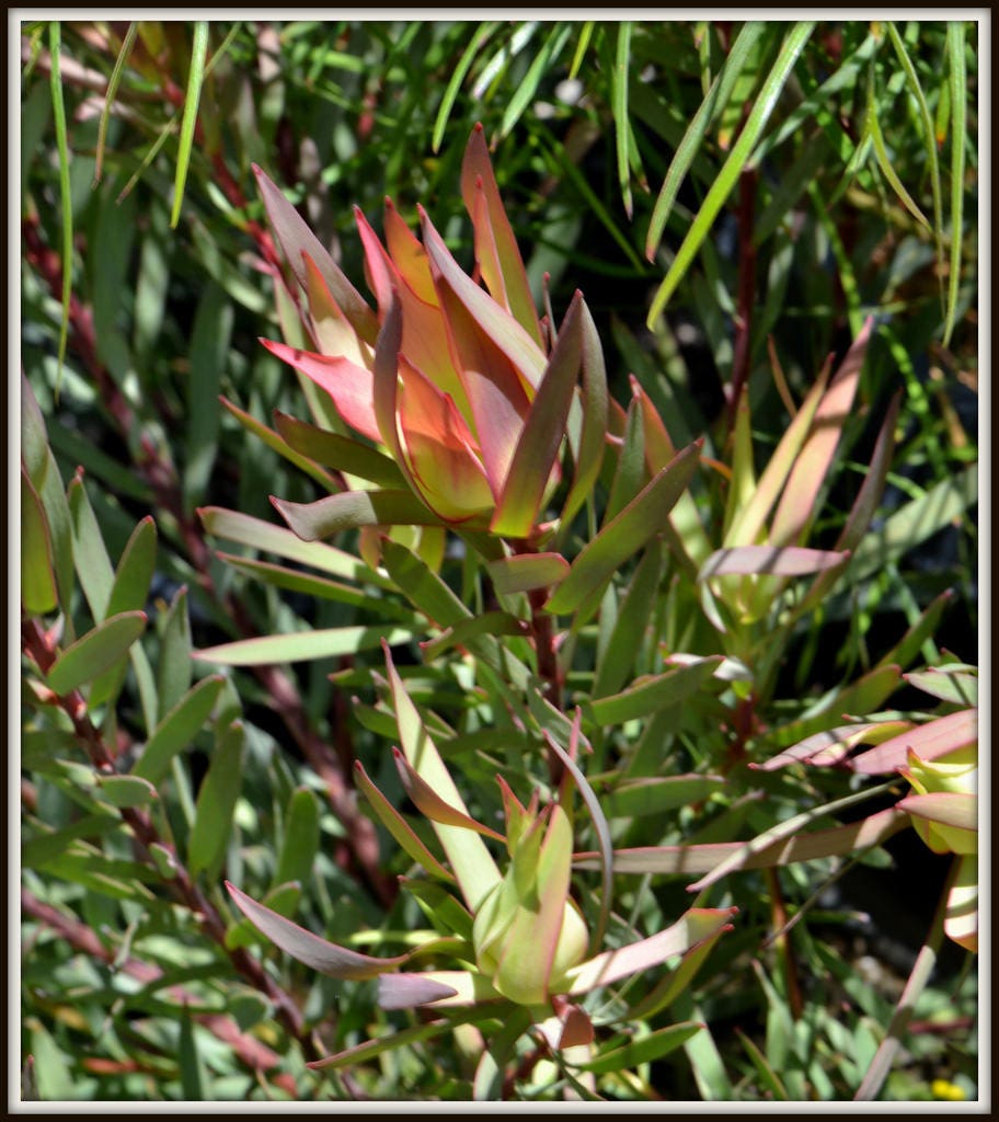 Leucadendron Salignum ~ Red Devils Blush ~  Dazzling Conebush ~ Rarely Seen 3 Seeds ~