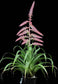 Tillandsia Cretacea ~ Air Plant ~ Bromeliad ~ Rare ~ Easy Growing ~ 5 Seeds ~