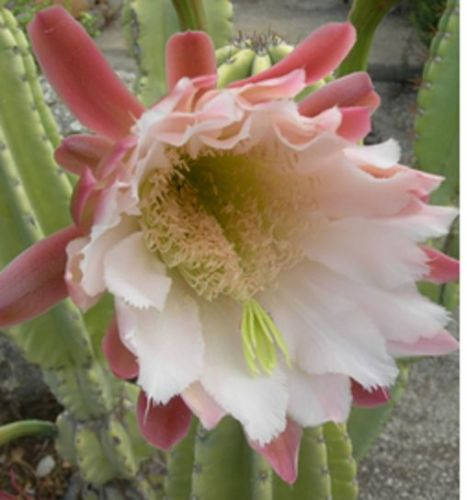 Cereus Repandus ~ Peruvian Apple Pitaya Club Cactus ~ Pink White Flowers ~ Rare 10 Seeds