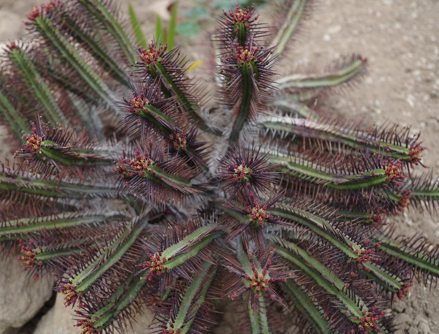 Euphorbia Enopla * Pincushion Succulent * Purple Spiny Shrub * Rare 5 Seeds *