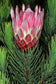 Protea Aristata * Pine Sugar Bush * Ladismith Sugarbush * Almost Extinct * 4 Rare Seeds *