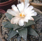 Ariocarpus Retusus * False Peyote * Star Rock Cactus * Rare * 5 Seeds *