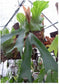 Platycerium Stemaria * Triangle Staghorn Fern * Unusual Tropical Plant * 10 Rare Seeds *