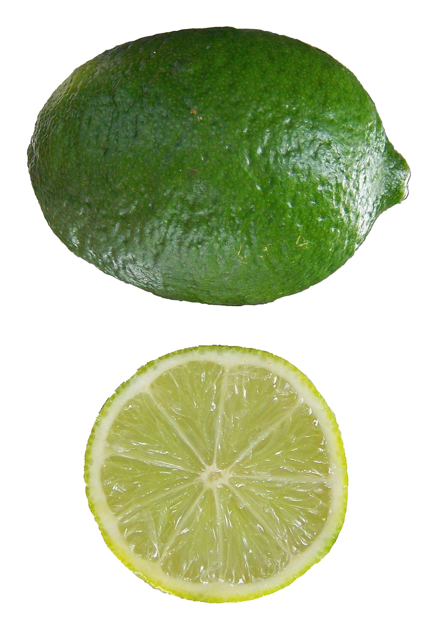Citrus Aurantifolia * Key Lime * Tropical Bonsai Plant * 5 Fresh Seeds *