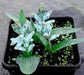 Lachenalia Viridiflora * Stunning Turquoise Hyacinth * Very Rare * 5 Seeds *