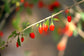 Lycium Chinense * Goji Berry * Chinese Desert Thorn * Sweet * 20 Seeds *