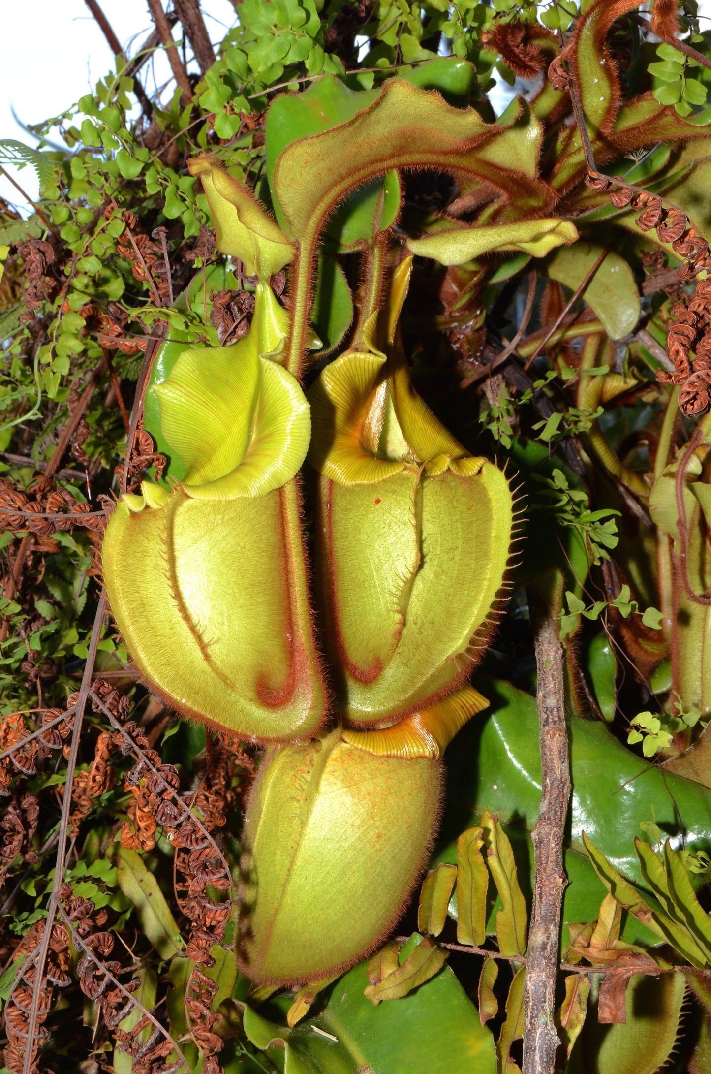 Nepenthes Veitchii * Veitch's Pitcher Plant * Extremely Rare * Limited * 5 Seeds *