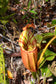 Nepenthes Veitchii * Veitch's Pitcher Plant * Extremely Rare * Limited * 5 Seeds *