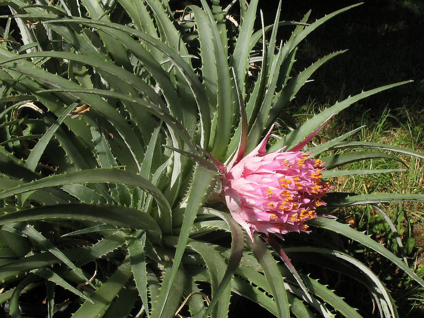 Ochagavia Carnea * Stunning Sub-Tropical Chilean Bromeliad * Very Rare * 5 Seeds *