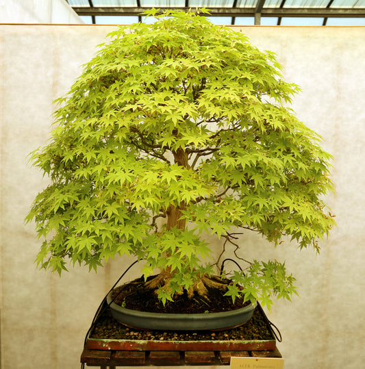 Acer Palmatum * Japanese Maple * Ornamental Bonsai Tree * Rare * 10 Seeds *