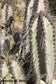 Neoraimondia Arequipensis - Big Bed of Straw - Rare Weird Cactus - 20 Seeds