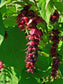 Leycesteria Formosa - 50+ Seeds - Himalayan Honeysuckle - Flowering Nutmeg Pheasant Berry