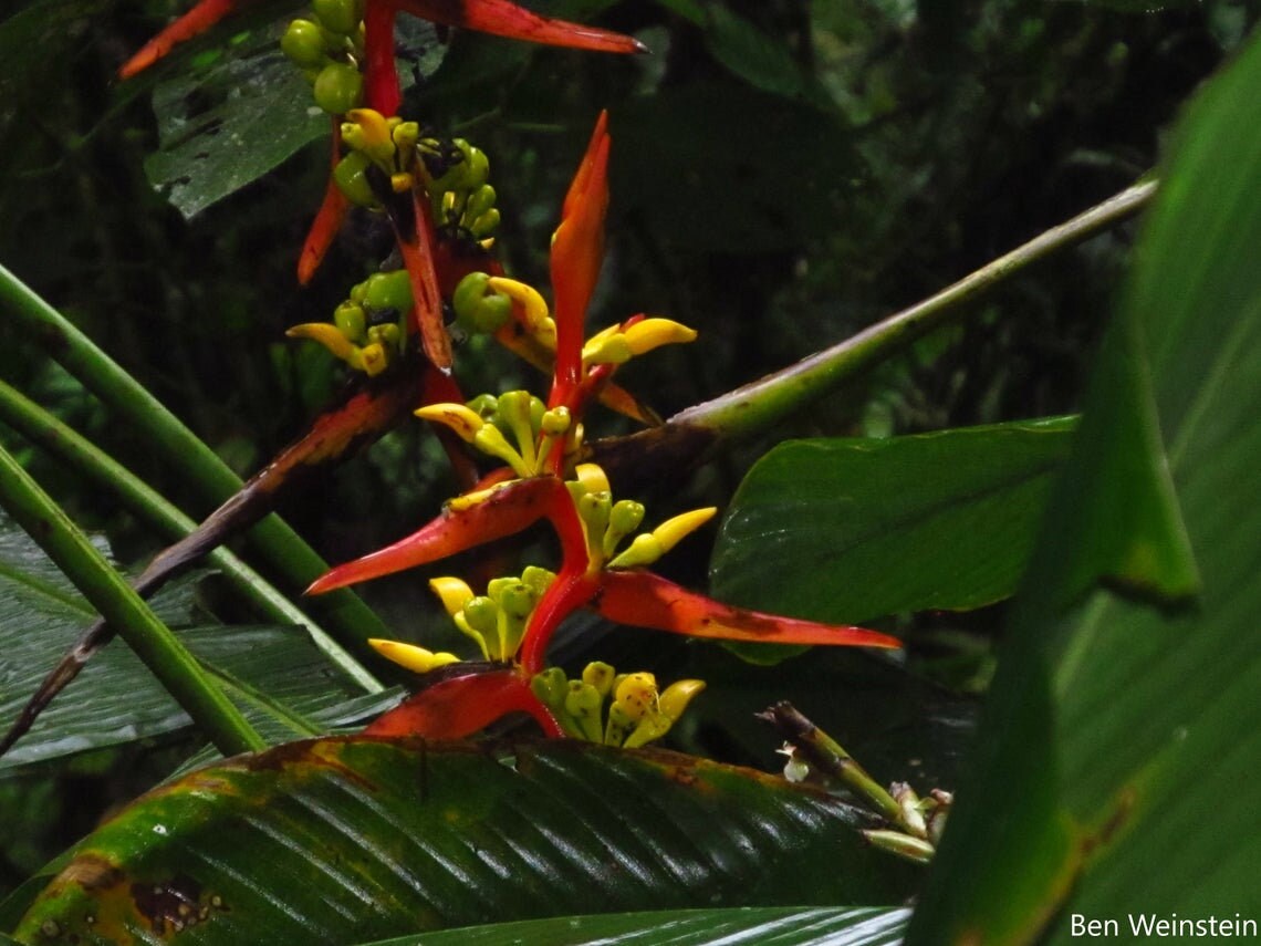 Heliconia Impudica - Ecuador Rainforests Heliconia - Rare - 5 Seeds