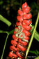 Heliconia Imbricata - Red Giant Heliconia - Rare Plant - 5 Seeds