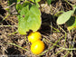 Cionosicyos Macranthus - Panama Passionfruit - Climbing Vine - Rare - 5 Seeds