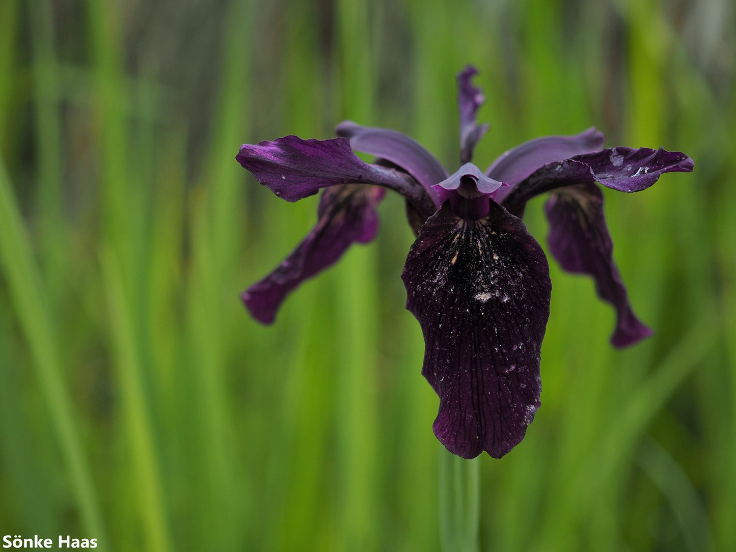 Iris Chrysographes - The Black Beauty Iris Flower - True Black Knight Iris - 5 Seeds
