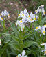 Iris Magnifica - Royal Garden Merit Flower - Rare Lavender White Flowers - 5 Seeds