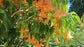 Brugmansia Versicolor - Angel’s Trumpets - Extinct in The Wild - RARE - 10 Seeds