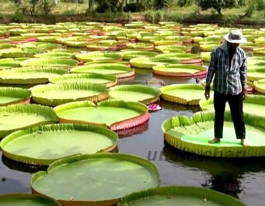 Victoria Amazonica - Queen Victoria Water Lily - Can Hold 2-3 People  - 3 Fresh Sealed Seeds - RARE - LIMITED