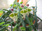 Ceropegia Haygarthii - Lantern Flowers - Vigorous Succulent - Climbing - RARE - 2 Seeds