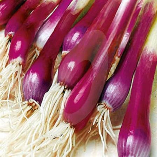 Blood Red Spring Onion - Allium Cepa - High Vitamin C - Fast Growing - 20 Seeds