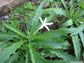 Hippobroma Longiflora - 100 Seeds - Star oF Bethlehem - Madam Fate - Medicinal Herb - Tiny Seeds