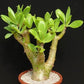 Tylecodon Paniculatus Butter Tree Bonsai Succulent 10 Seeds Plant Amazing Rare