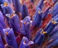 Puya Venusta * Coastal Purple Puya * Bromeliad * 10 Seeds * Rare