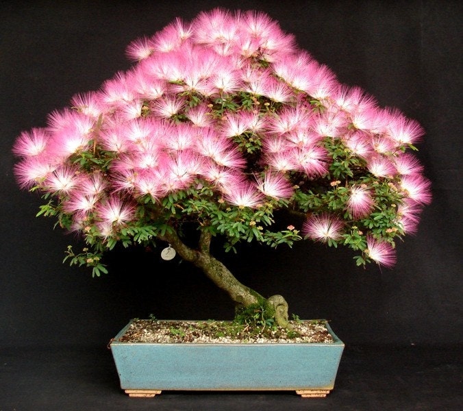 Albizia Julibrissin Mimosa Bonsai Pink Tree 10 Seeds Rare