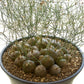 Schizobasis Intricata * African Succulent * Fresh 5 Seeds Very Rare *