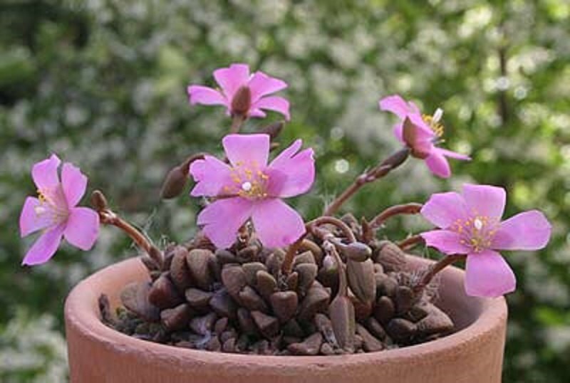 Anacampseros Lubbersii * Pink Flowers Succulents * Very RARE Cactus 5 Seeds *