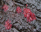Drosera Montana Tomentosa South American Carnivorous Subtropical Plant 10 Seeds Very Rare