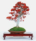 Ilex Aquifolium Christmas Common Holly * Bonsai Tree 10 Seeds Evergreen Amazing * Rare